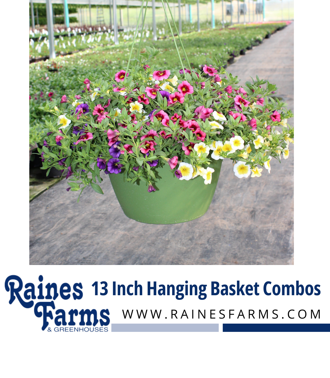 13 Inch Hanging Basket Combinations